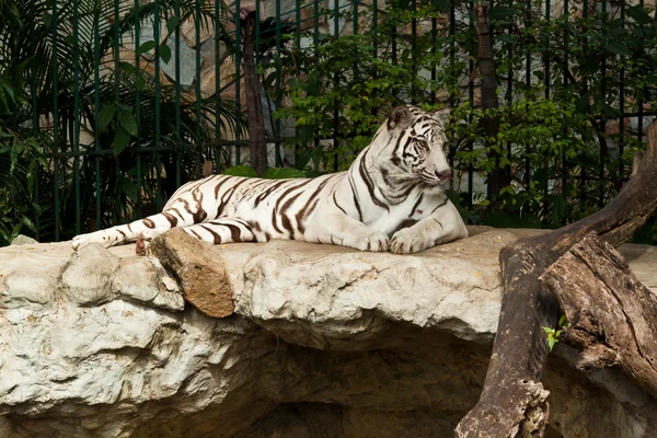 Weißer Tiger auf einem Felsen — Stockfoto