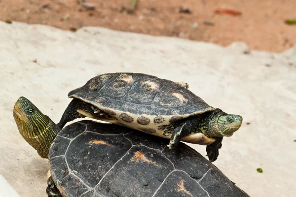 Hermann-schildkröte — Stockfoto