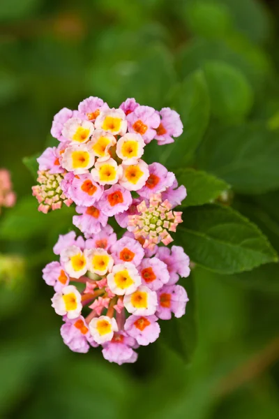 Die schönen weißen Blumen — Stockfoto