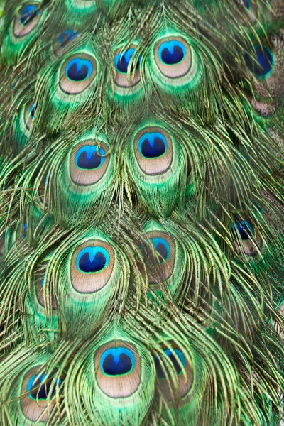 Beautiful exotic peacock feathers — Stock Photo, Image
