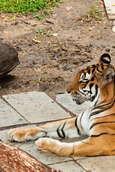 Aziatische tijger — Stockfoto