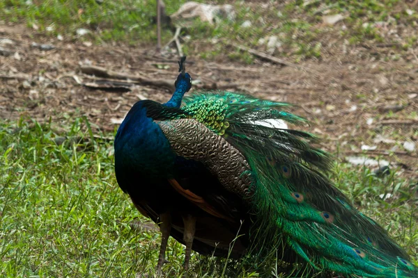 Struttung manliga peacock — Stockfoto