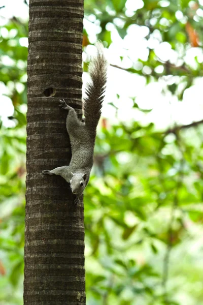 Squirrel sitting on the tree — Stock Photo, Image