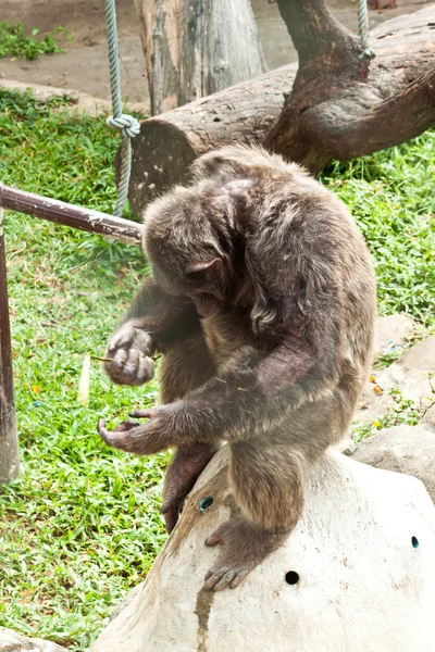 チンパンジー- — ストック写真