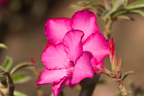 The beautiful flowers — Stock Photo, Image