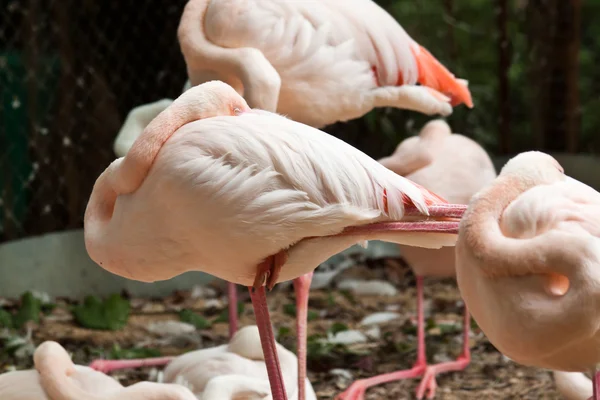 Flocks of flamingo — Stock Photo, Image