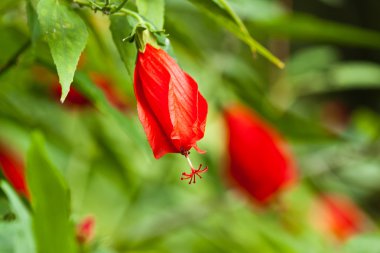 güzel beyaz çiçekler