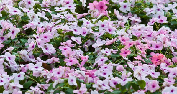 Las hermosas flores — Foto de Stock