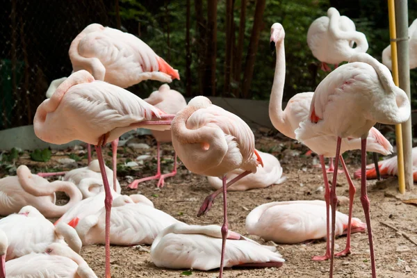 Flocks of flamingo — Stock Photo, Image