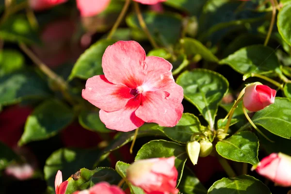 Las hermosas flores — Foto de Stock