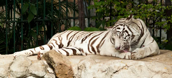 Weißer Tiger auf einem Felsen — Stockfoto