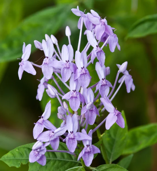 As belas flores brancas — Fotografia de Stock