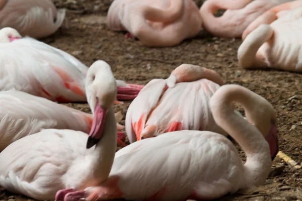 Flocks of flamingo — Stock Photo, Image