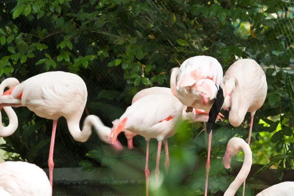 Flockar av flamingo — Stockfoto