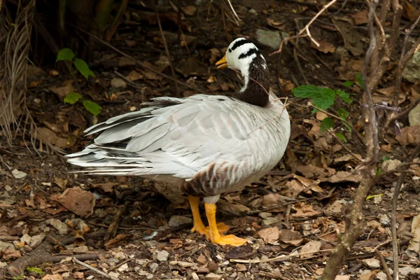 Güzel erkek ördek — Stok fotoğraf