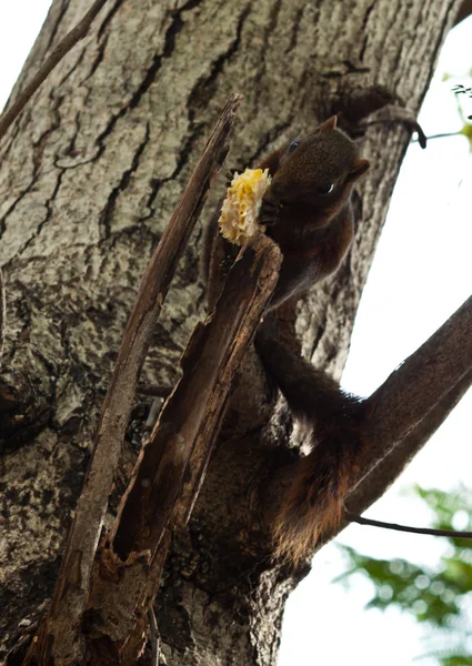 Squirrel sitting on the tree — Stock Photo, Image