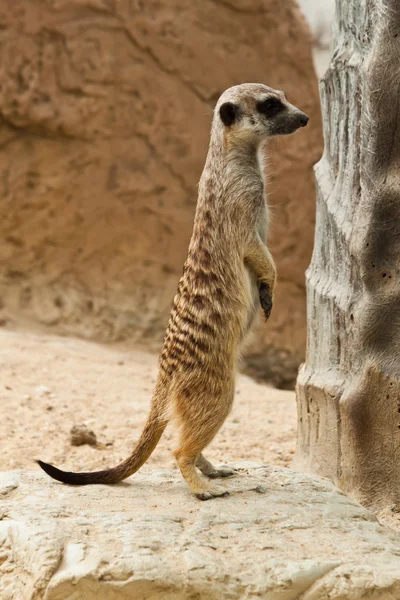 Meerkat — Foto Stock