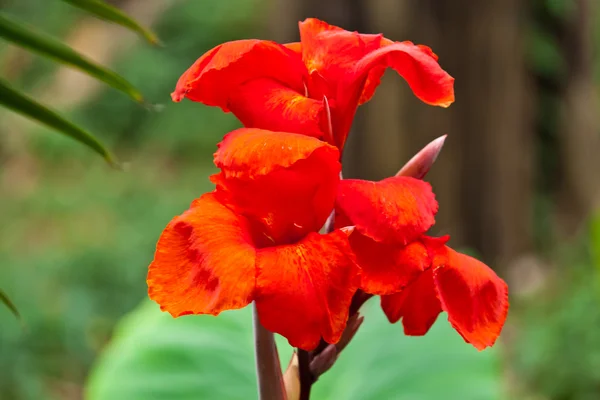 Die schönen weißen Blumen — Stockfoto