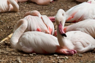 flamingo sürüleri