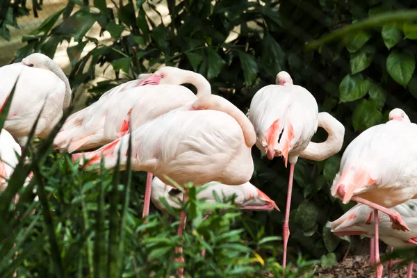 Flocks of flamingo — Stock Photo, Image