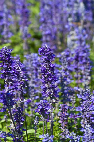 As belas flores — Fotografia de Stock