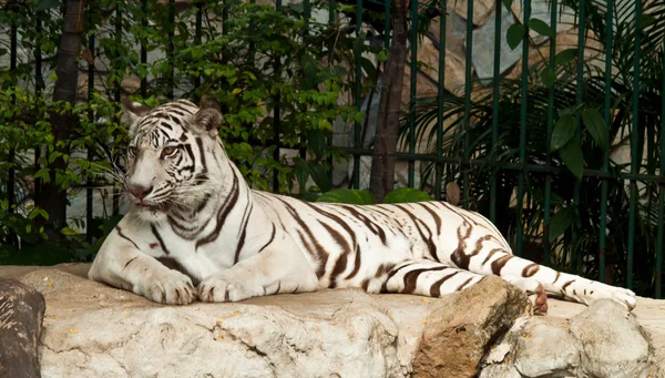 Weißer Tiger auf einem Felsen — Stockfoto