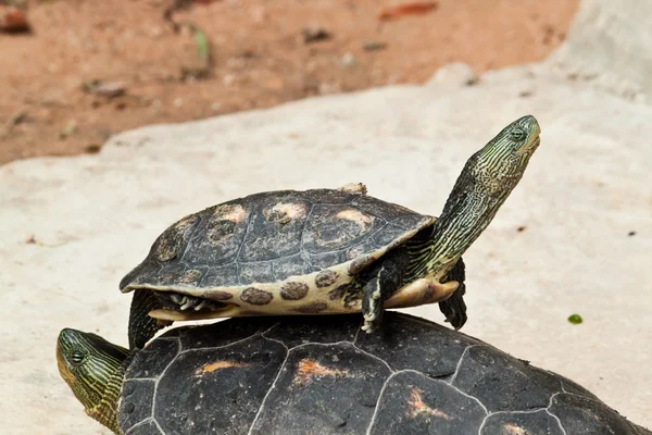 Hermann-schildkröte — Stockfoto