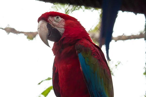 Papagaio colorido — Fotografia de Stock