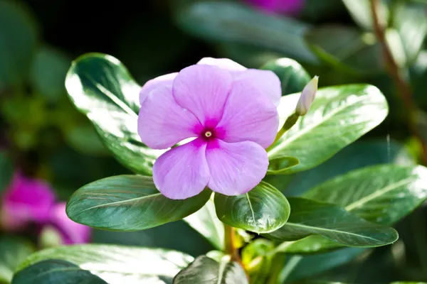 Die schönen Blumen — Stockfoto