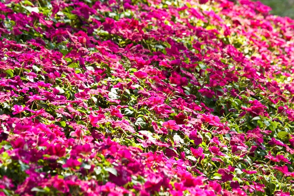 As belas flores — Fotografia de Stock