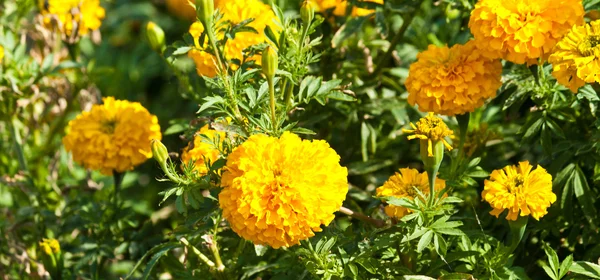 Die schönen Blumen — Stockfoto