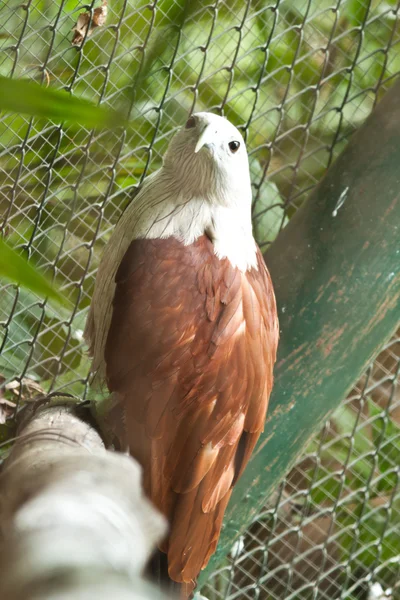 Hawk porträtt — Stockfoto