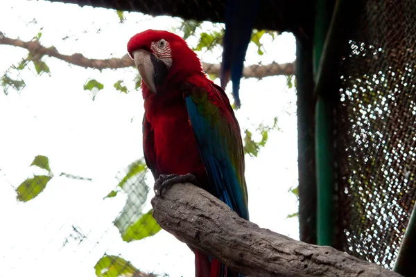 Papagaio colorido — Fotografia de Stock