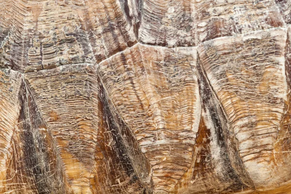 close-up of Tortoise shell