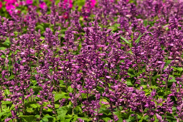 As belas flores — Fotografia de Stock