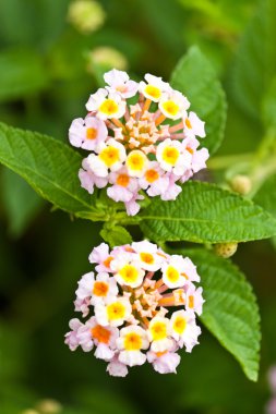 güzel beyaz çiçekler