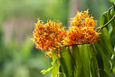 güzel beyaz çiçekler