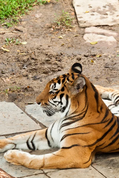 Asiatischer Tiger — Stockfoto