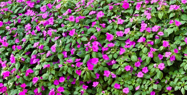 The beautiful flowers — Stock Photo, Image