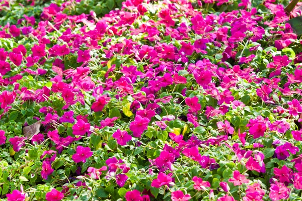 The beautiful flowers — Stock Photo, Image