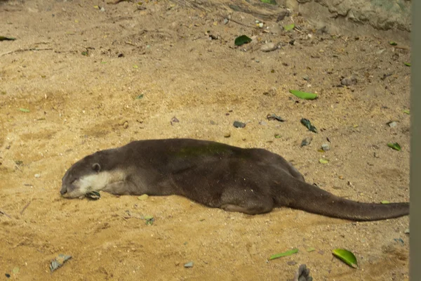 Der schlafende Fischotter — Stockfoto