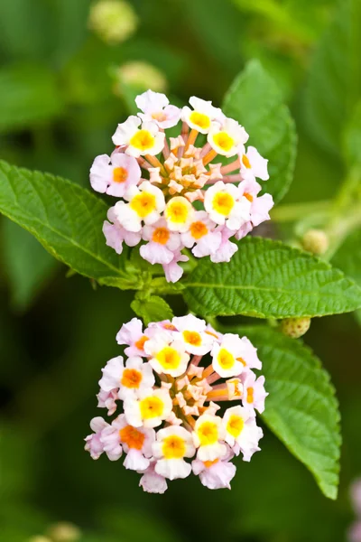 Die schönen weißen Blumen — Stockfoto