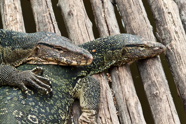 Lagarto monitor de agua (salvador varanus —  Fotos de Stock