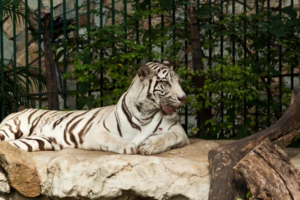 Weißer Tiger auf einem Felsen — Stockfoto