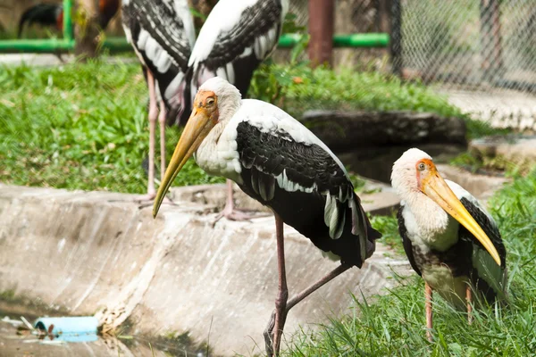 Bird — Stock Photo, Image