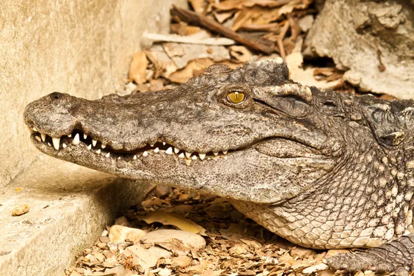 Crocodile — Stock Photo, Image