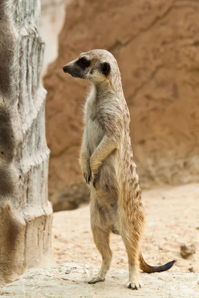 Meerkat. — Fotografia de Stock