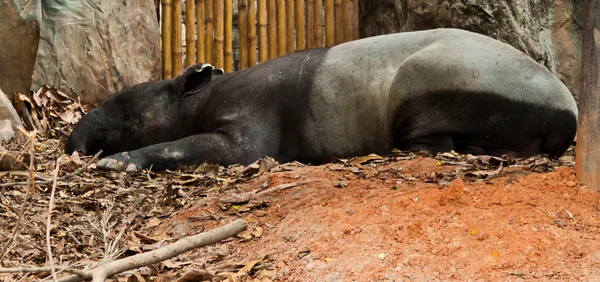 Malaiischer Tapir — Stockfoto