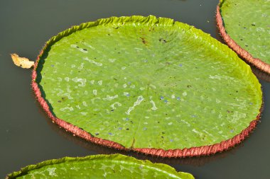 Lotus çiçek çiçek