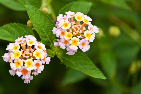 güzel beyaz çiçekler